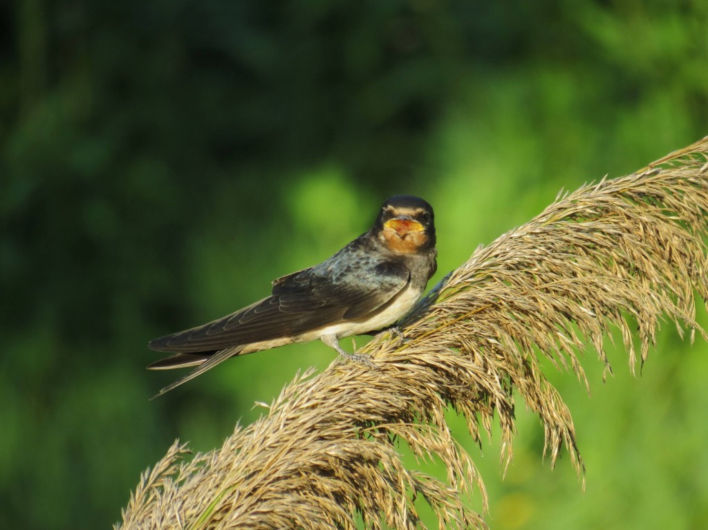 hirundo rustica 4