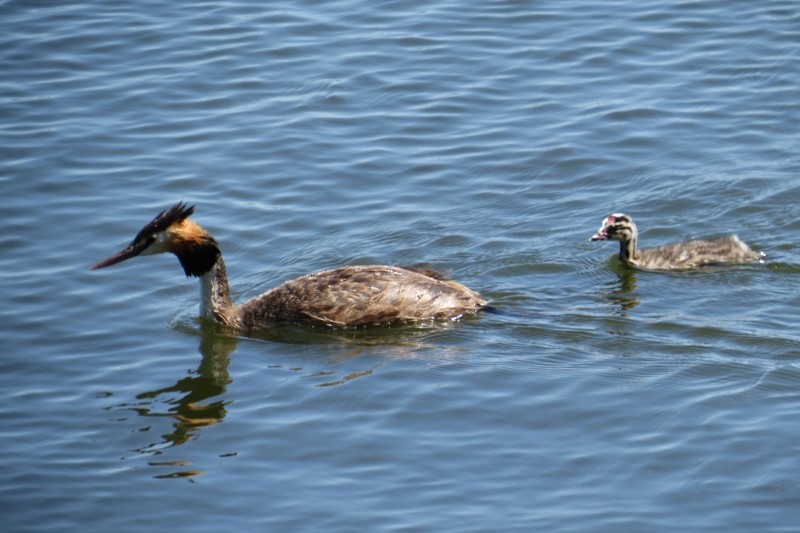 podiceps cristatus a 12 (800x533)