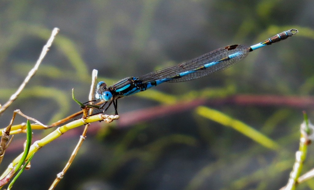 blue ringtail 3 (1024x622)