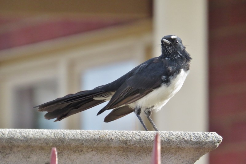 willie wagtail 1