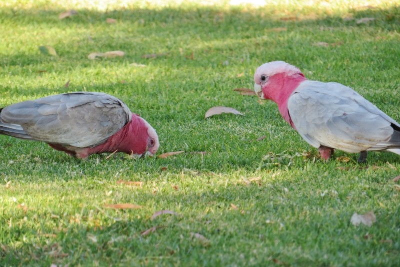 galah 8 (800x533)