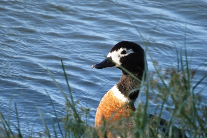 shelduck a 14 (800x533)
