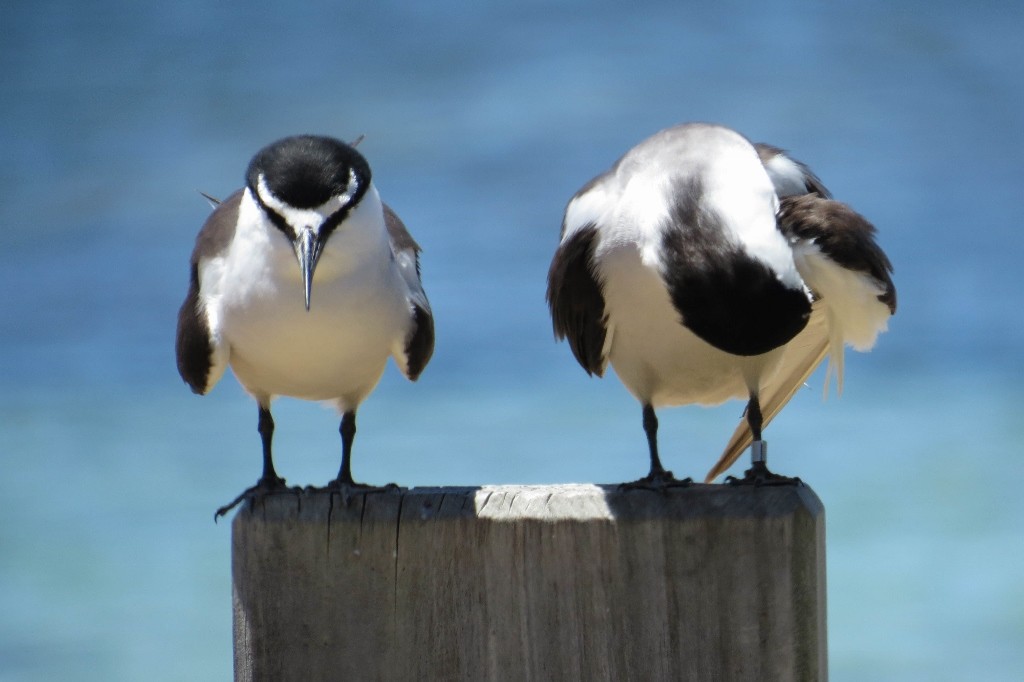 bridled tern 7