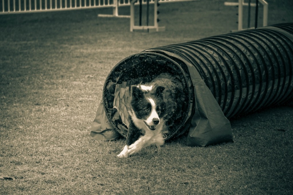 dogs perth royal show 5 (1024x683)