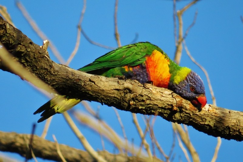 Jogos de acasalamento rainbow lorikeet. um papagaio desbotado gruda em uma  fêmea