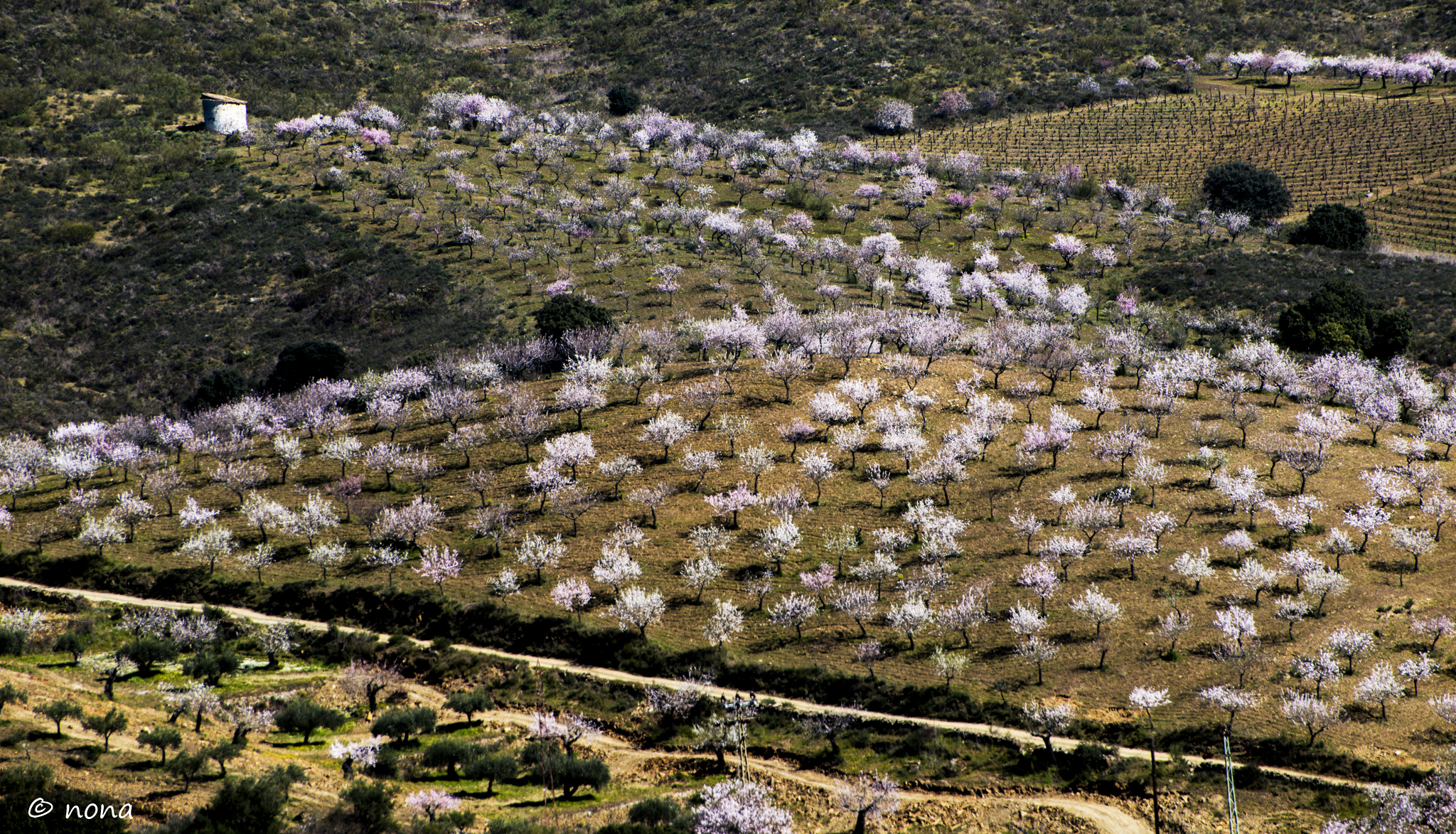 2015 - Rota das Amendoeiras (258).jpg