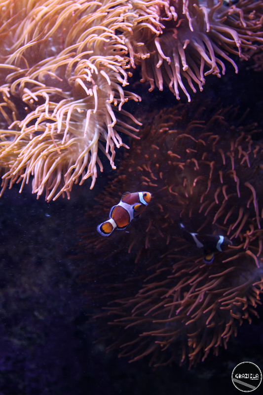 IMG_4821-35.jpg IMG_4821-35.jpg