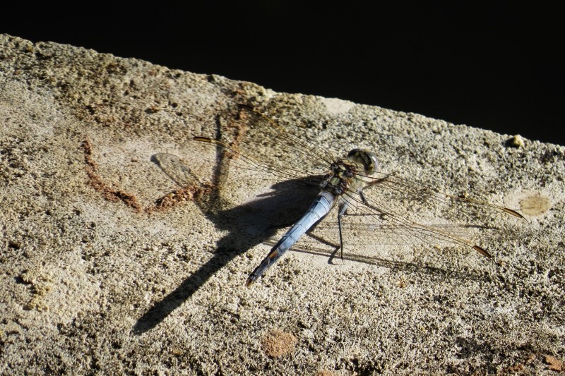 Orthetrum caledonicum 8 (800x533)