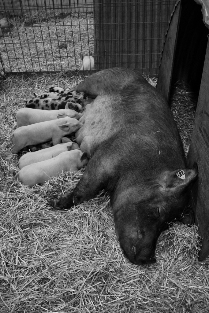animals perth royal show a 18 (683x1024)