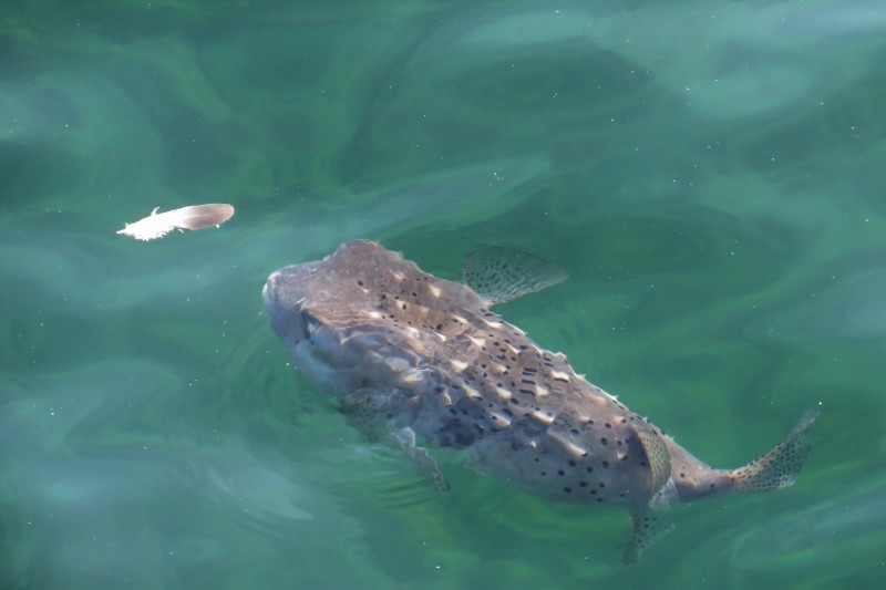 porcupine fish 5