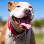 AmericanStaffordshireTerrier
