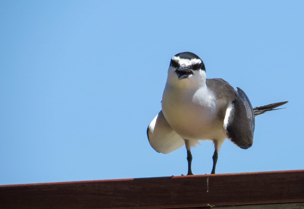 bridled tern 3