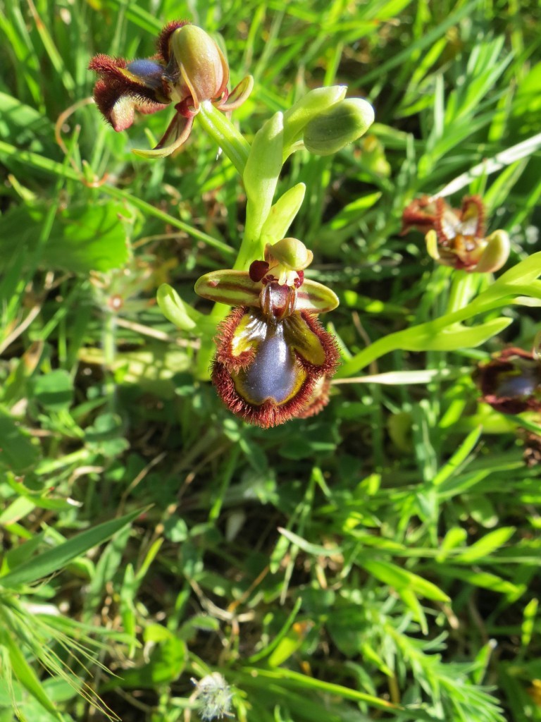 Ophrys-speculum-2-768x1024