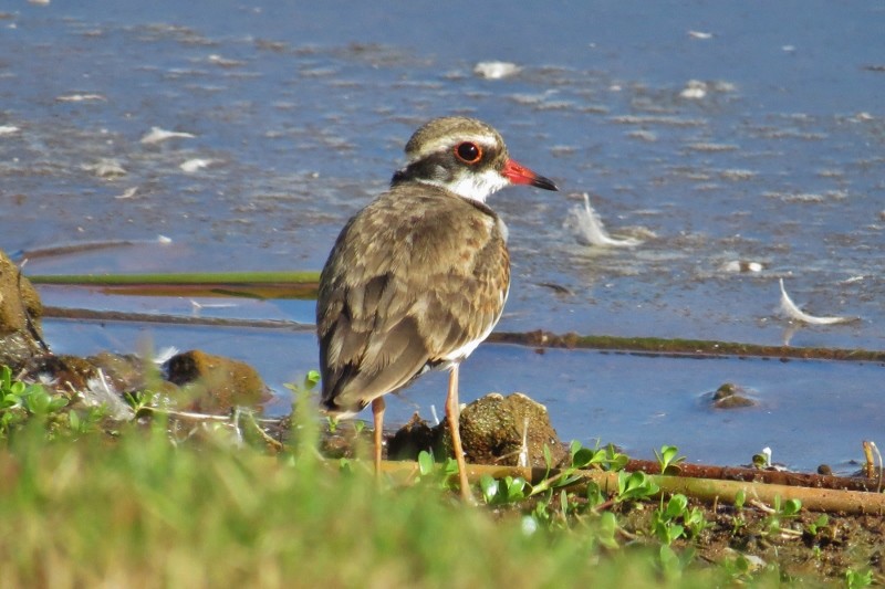 black-fronted dotterel 4 (800x533)