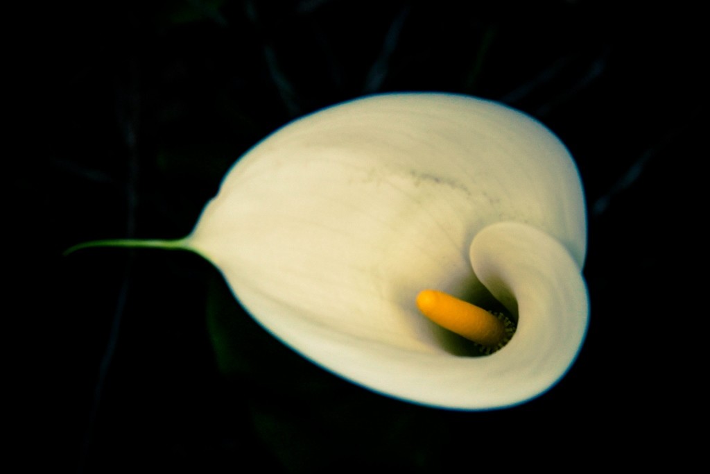 jarro jardim botanico a 11