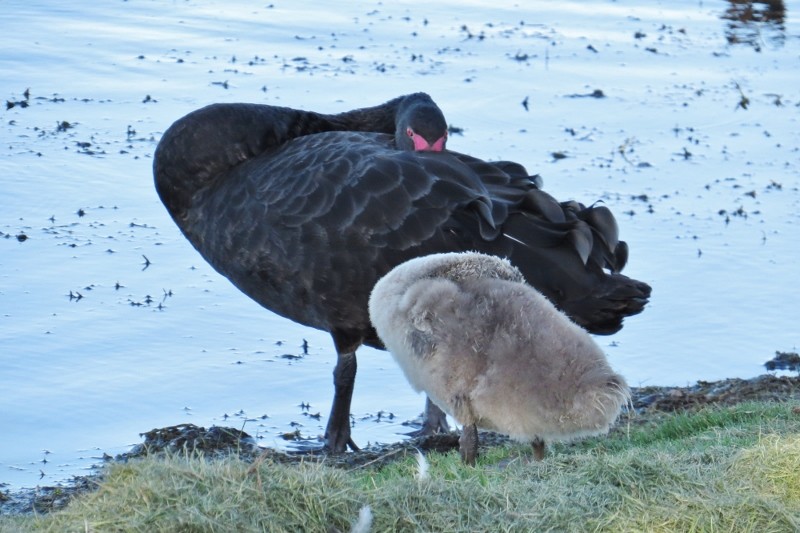 Cygnus atratus 1 (800x533)