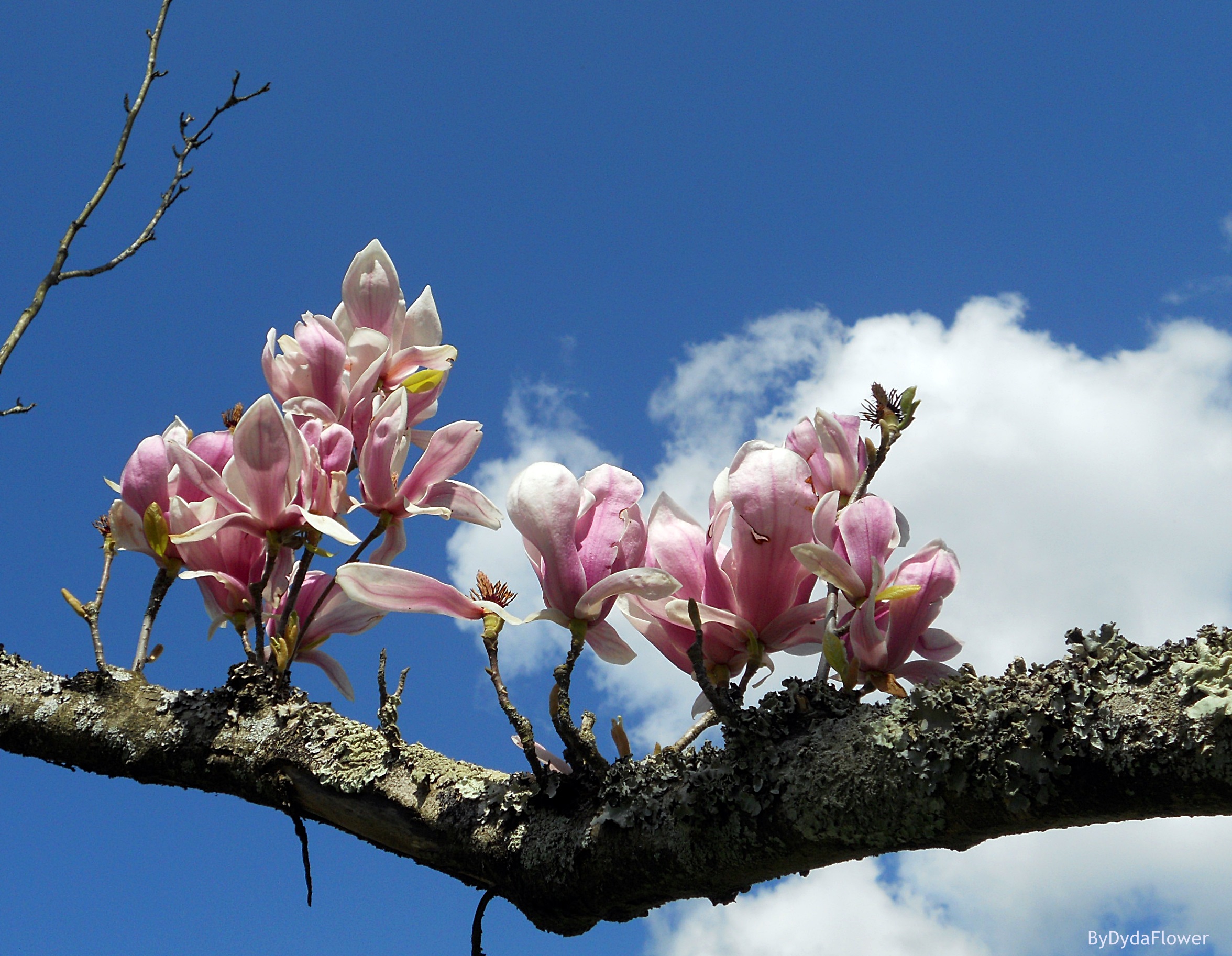 Tronco da Primavera.JPG