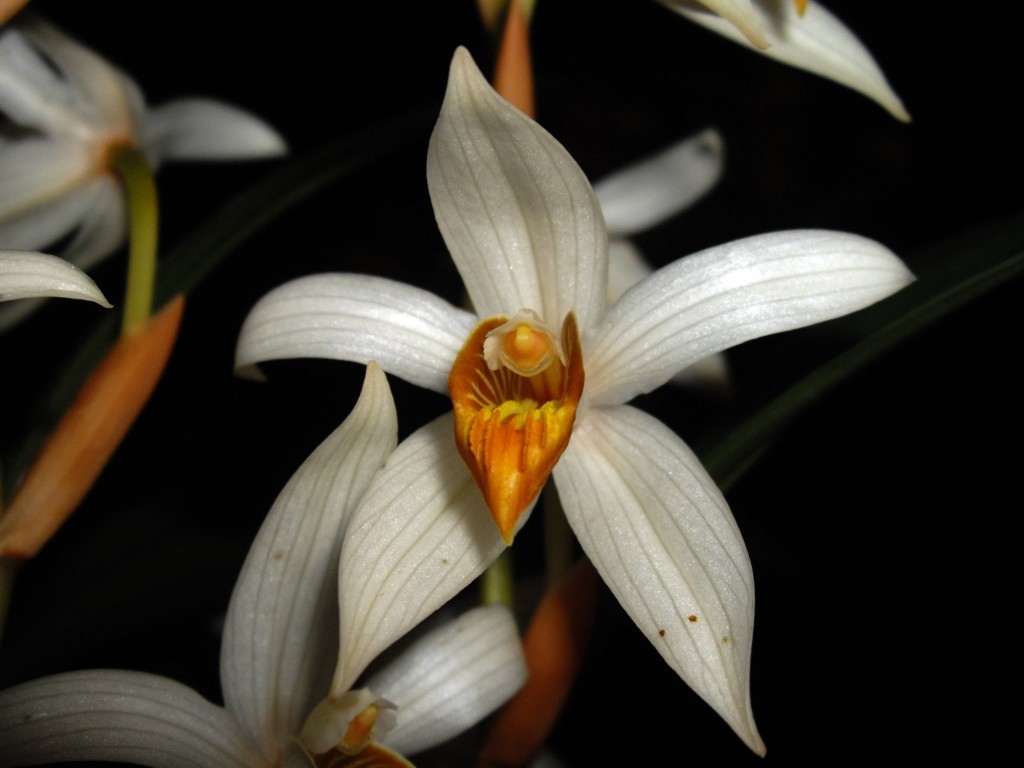 Coelogyne_pachystachya_(Thailand)_© John Varigos