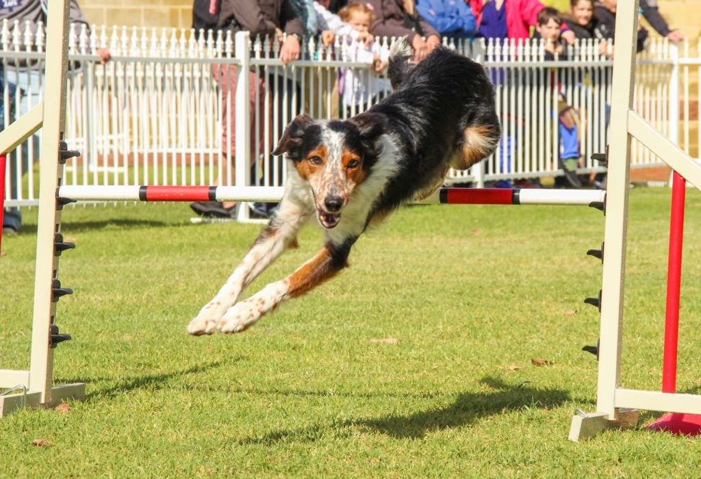dogs perth royal show a 11 (1024x700)