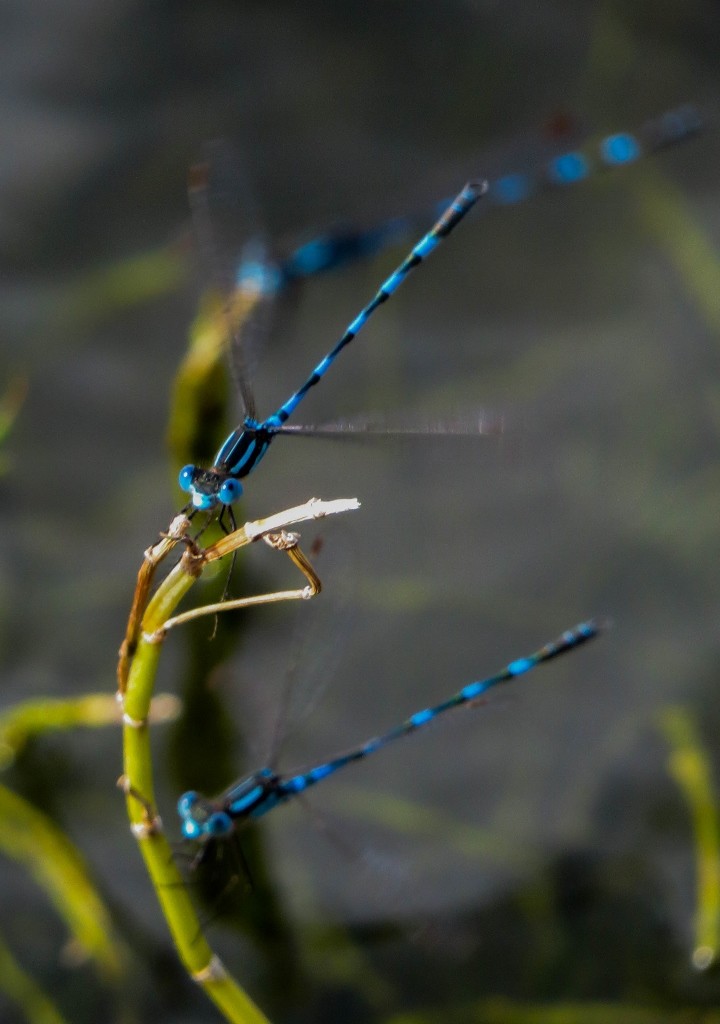 blue ringtail 5 (720x1024)
