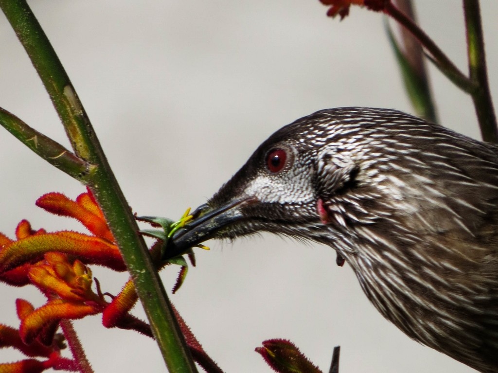wattlebird_kangaroo paw-2 (1024x767)