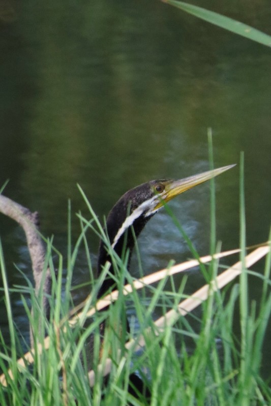 australian darter 6 (533x800)