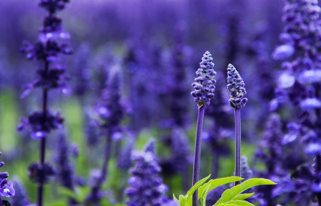 kings park perth 5 (1024x657)