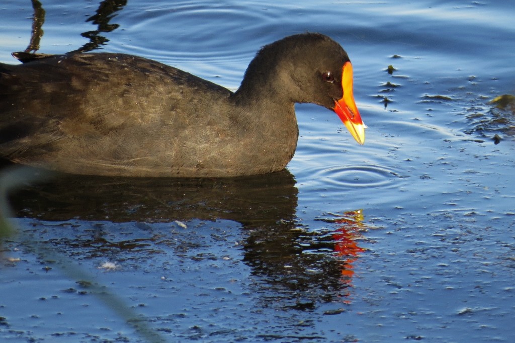 dusky moorhen 3