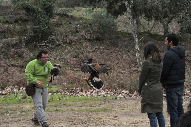 Tapada Nacional de Mafra + Eventos + Save the date + acitvidades em família + mafra + natureza + floresta da Tapada + animais + aves de rapina