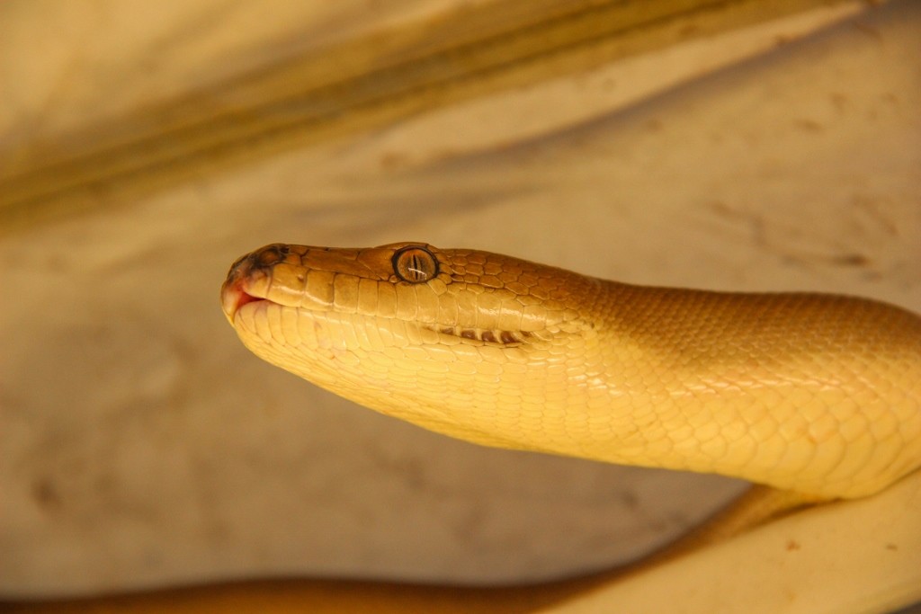 australia day snakes a 10