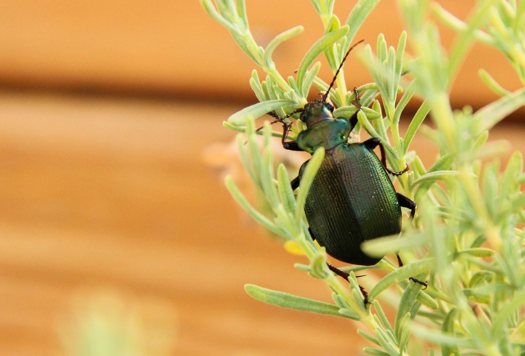 green scarab beetle-3 (1024x695)
