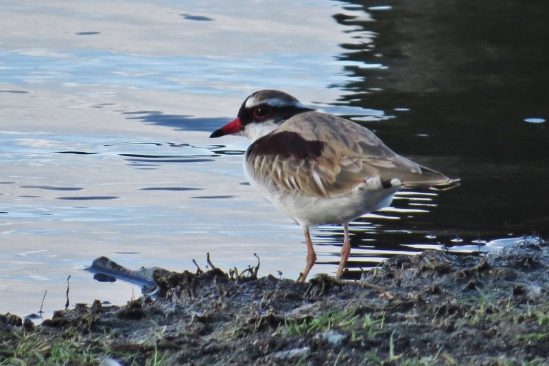 black-fronted dotterel 9 (800x533)