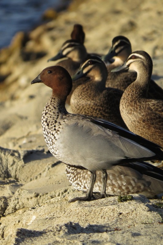 chenonetta jubata 4 (533x800)