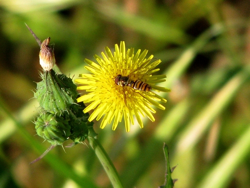 um amarelo irresistível