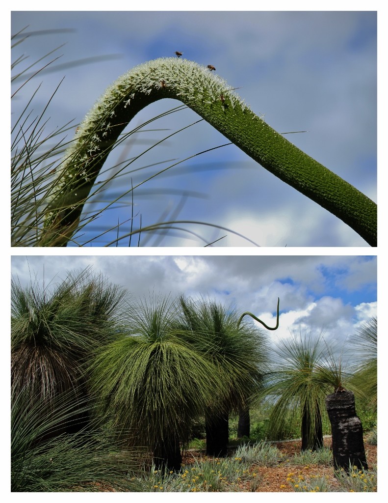grass tree kings park (791x1024)