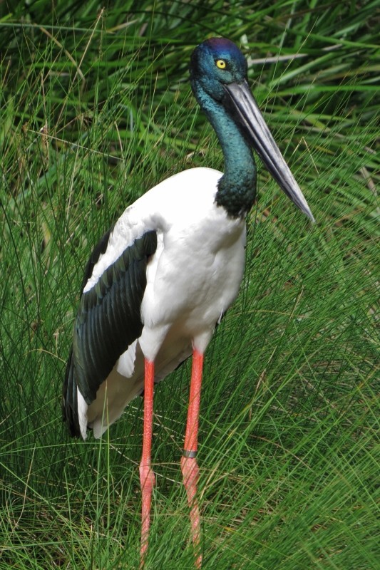 black-necked stork 1 (533x800)