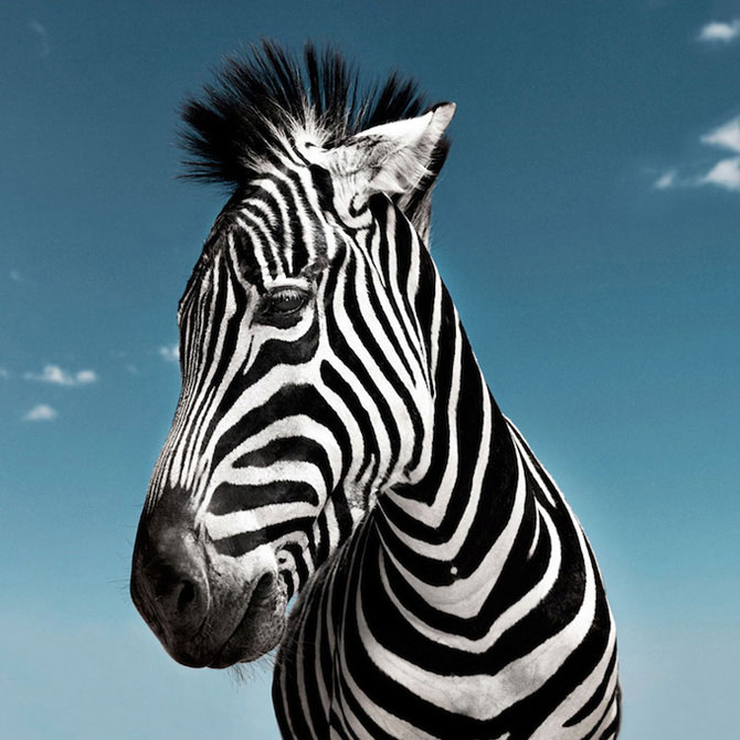 zebra animais