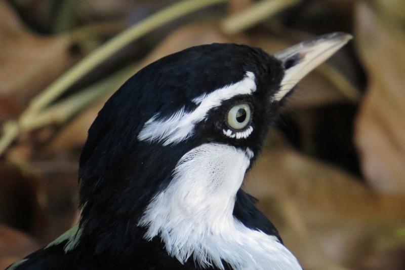 magpielark 9 (800x533)