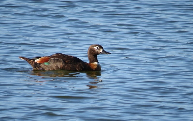 shelduck a 19 (800x503)