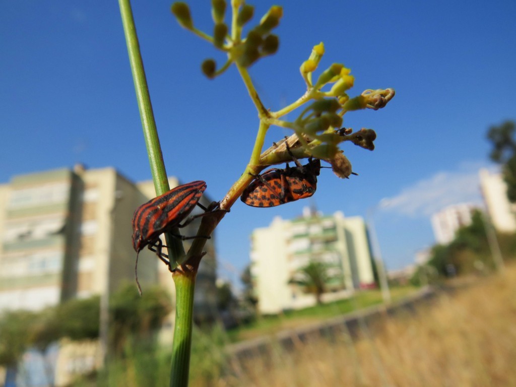 graphosoma lineatum 2