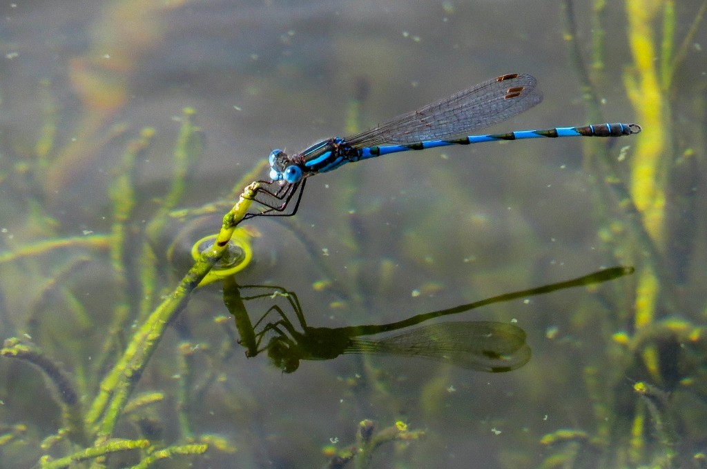 blue ringtail 1 (1024x680)