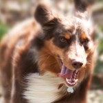 AustralianShepherd