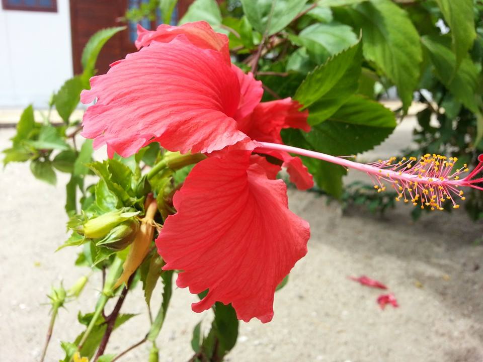 © www.facebook.com/pages/Resort-Kanawa-Mussulo