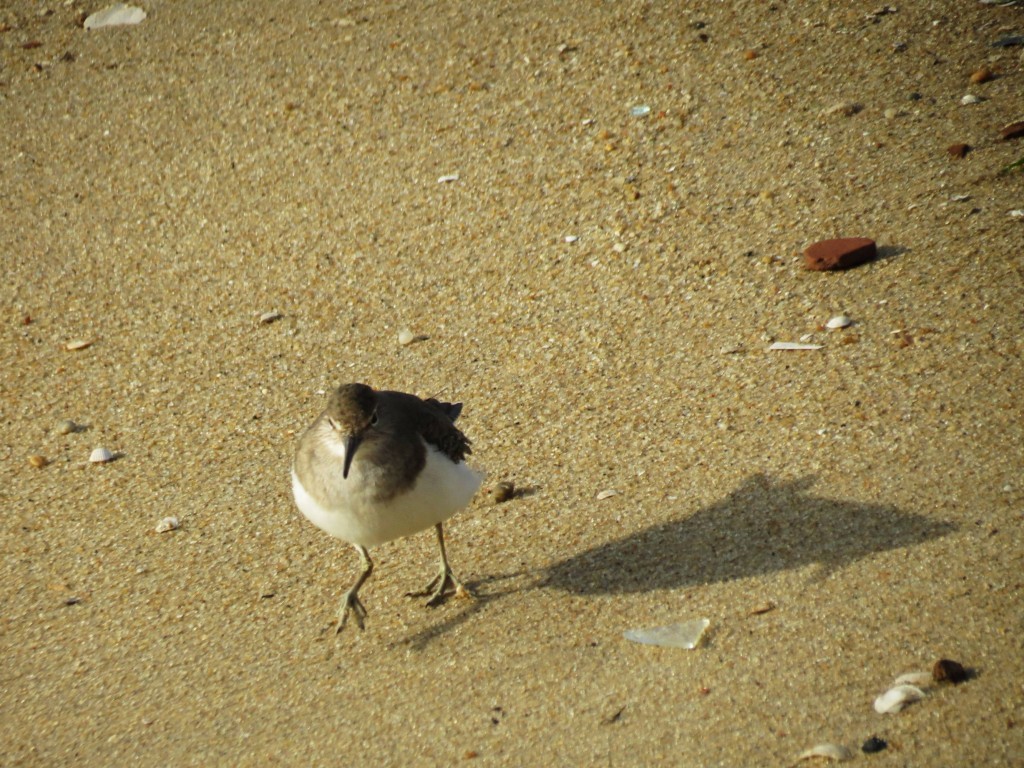 actitis hypoleucos 4