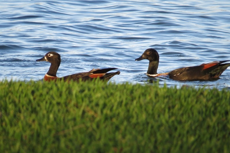 shelduck 7 (800x533)