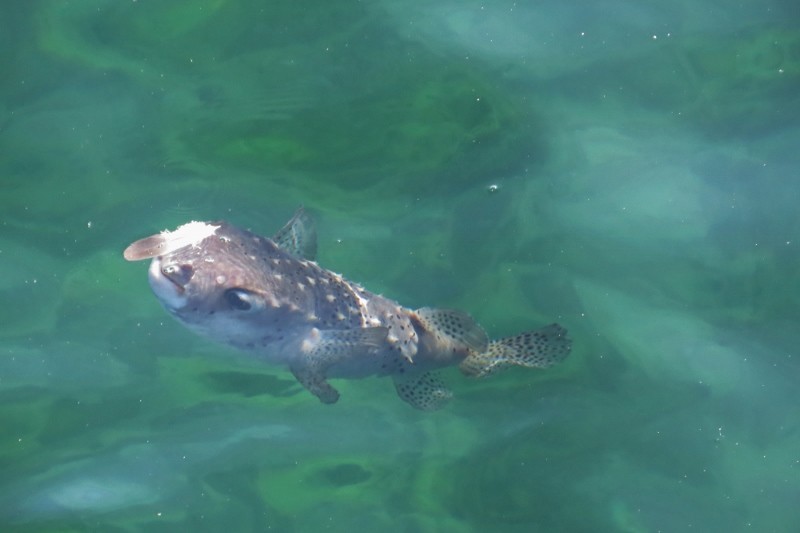 porcupine fish 1