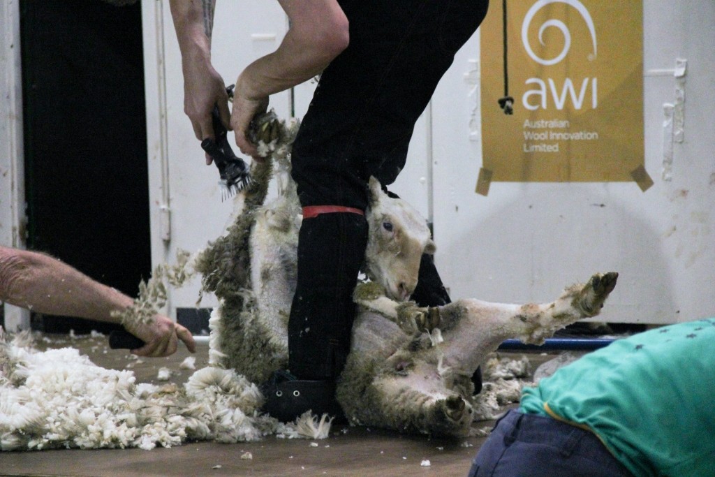sheep perth royal show 4 (1024x683)