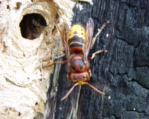 Vespa_crabro-dorsal