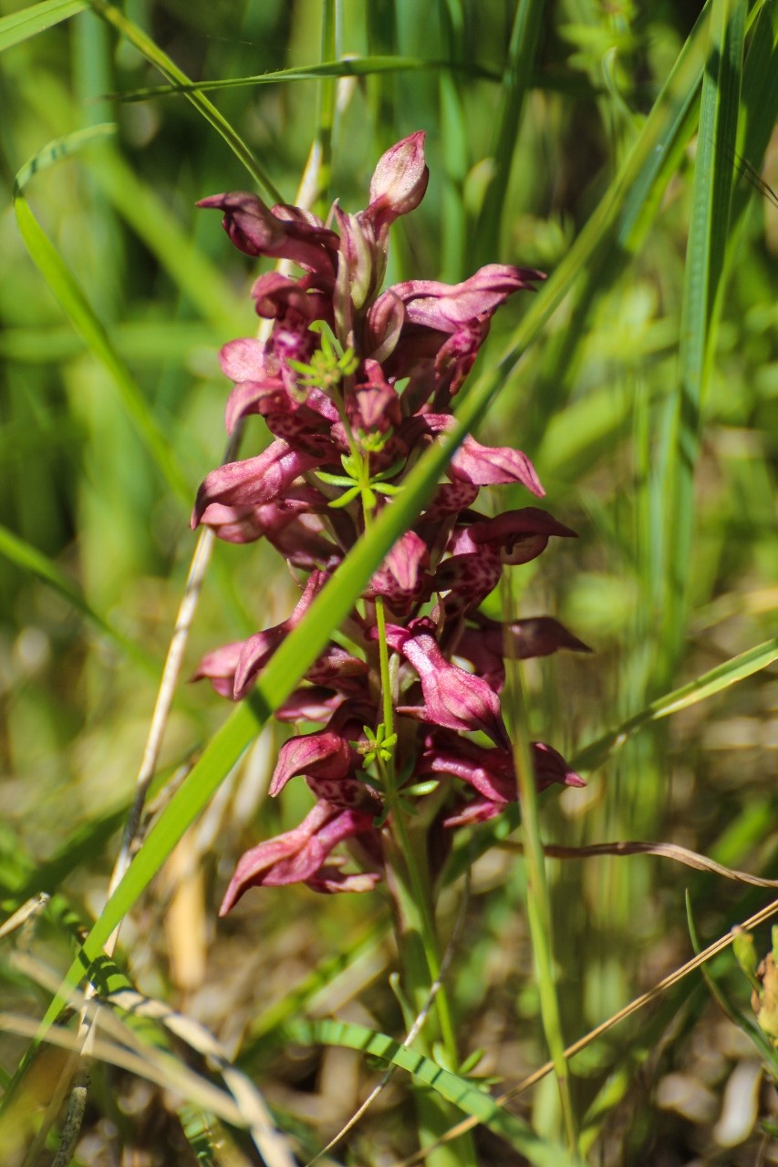 Orquídea erva-perceveja (