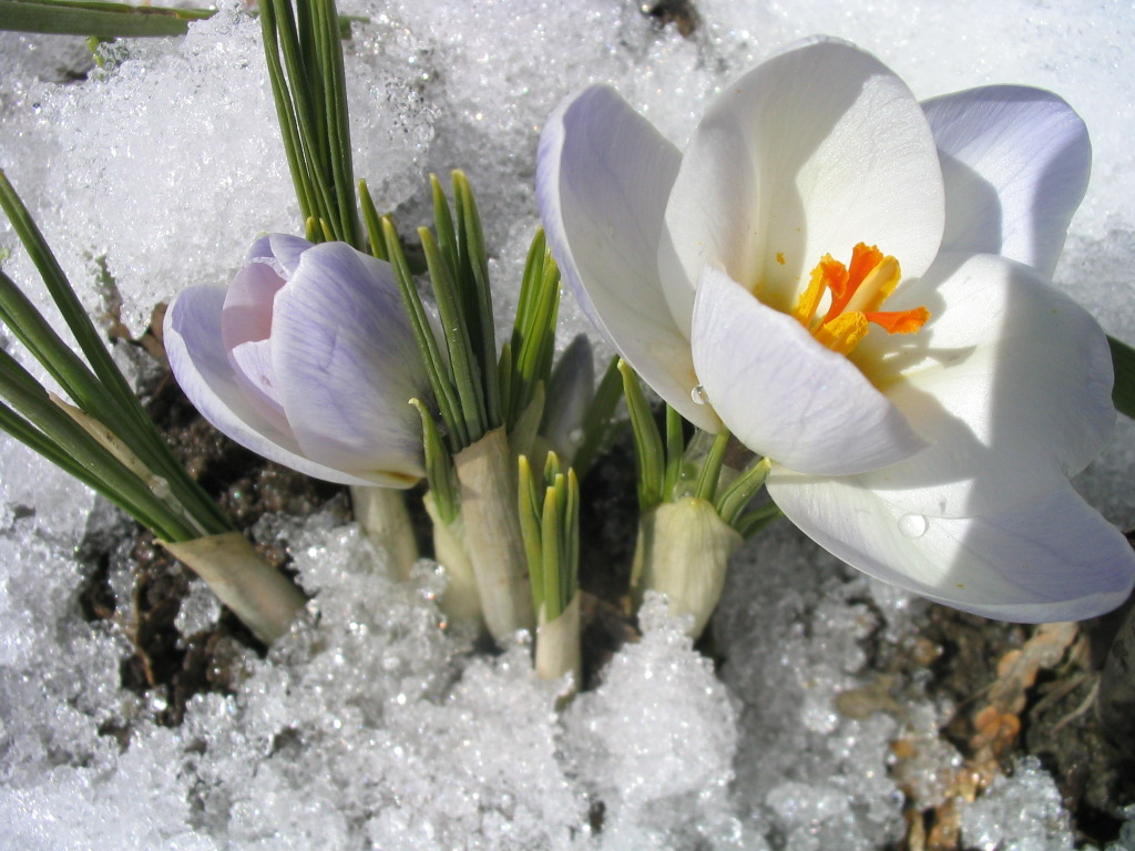[Imagem 4 - Perce-neige  - Flor singela e virginal